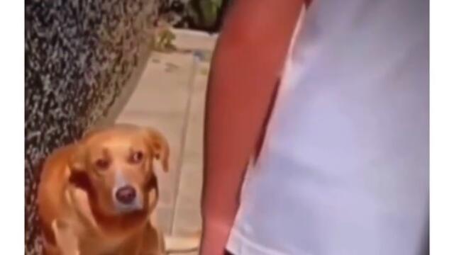 Куче прави смешни физиономии от страх