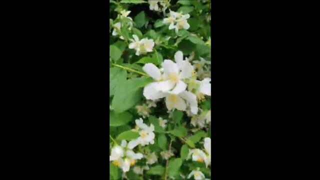 бял цвят пеперудка и стършели