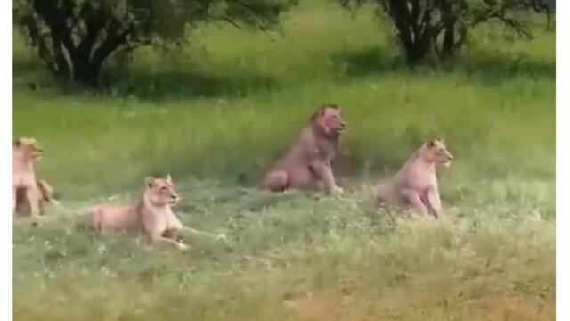 Когато храната ти пристига твърде бързо СМЯХ