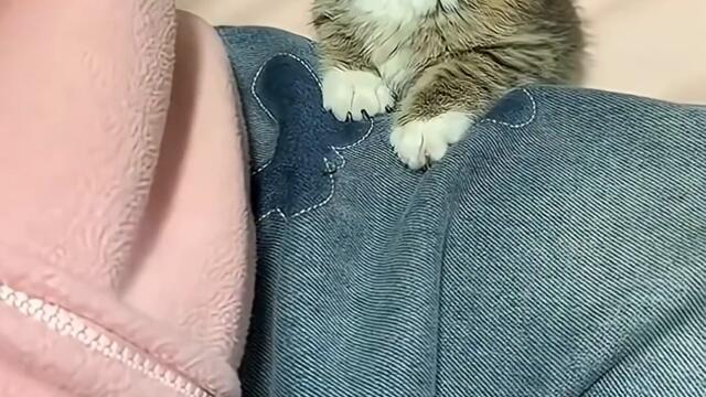 The Sleepy Side of Kittens Moments