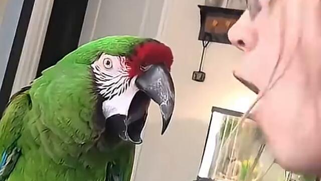 When you have a very helpful parrot