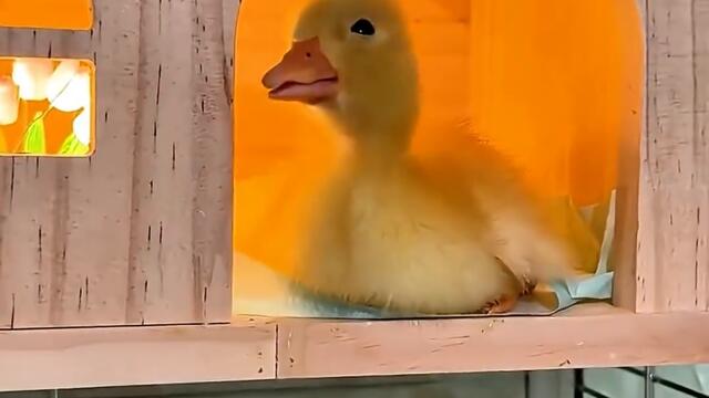 A super cute little duck