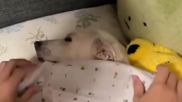 Куче си ляга да спи в леглото