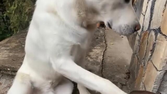 Когато знаеш, че си виновен ама се правиш на луд СМЯХ