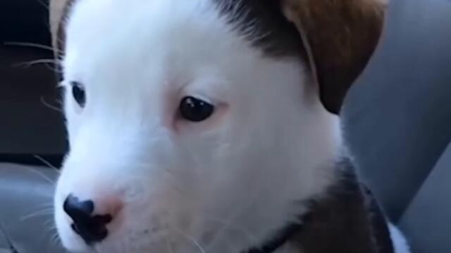 Малко сученце се ядосва на собственото си хълцане