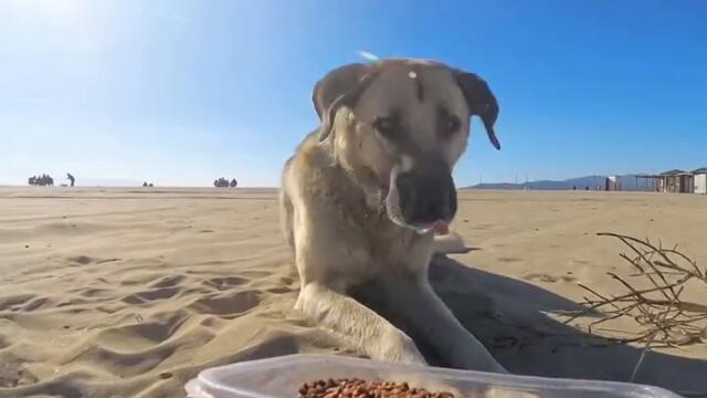 Куче се пече на слънце СМЯХ