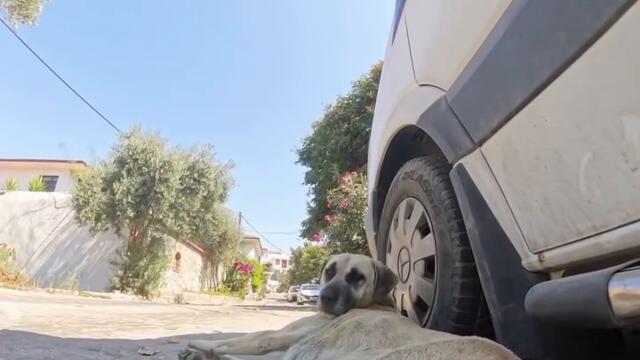 Мързеливо куче СМЯХ