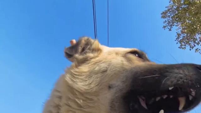 Кучо си похапва