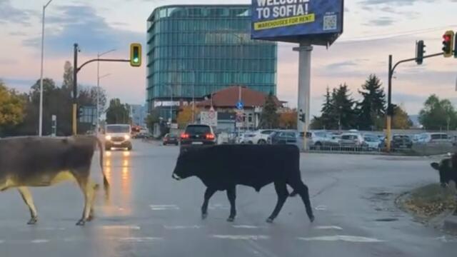 Селскостопански животни пресичат в София