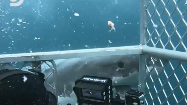 Може да порасне толкова много!  Гледайте Седмицата на Акулите от 28 юли до 3 август всеки ден в полунощ. Само по Discovery!