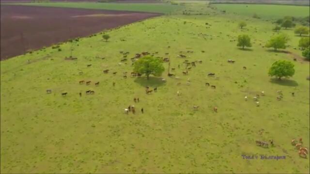 Конезаводът    ❝Васил  Коларов❝