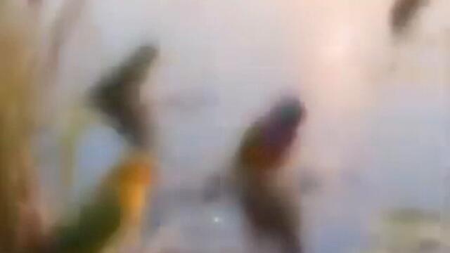 videoplayback 91