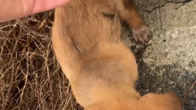 Две сладки кученца си търсят нов дом