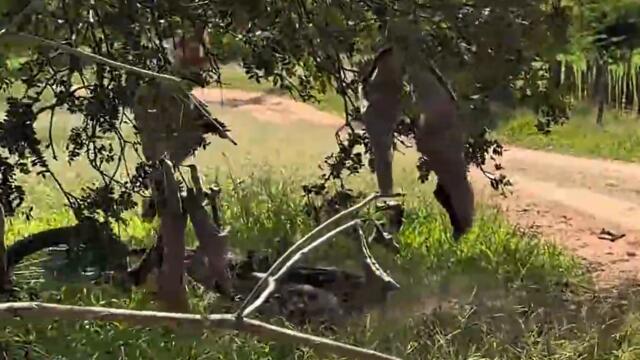 как се взема булка 2026