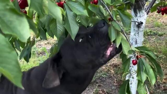 Куче яде череши