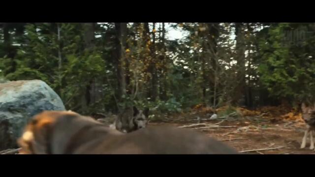 A Dogs Way Home Пътят към дома 2019 BGaud(4)